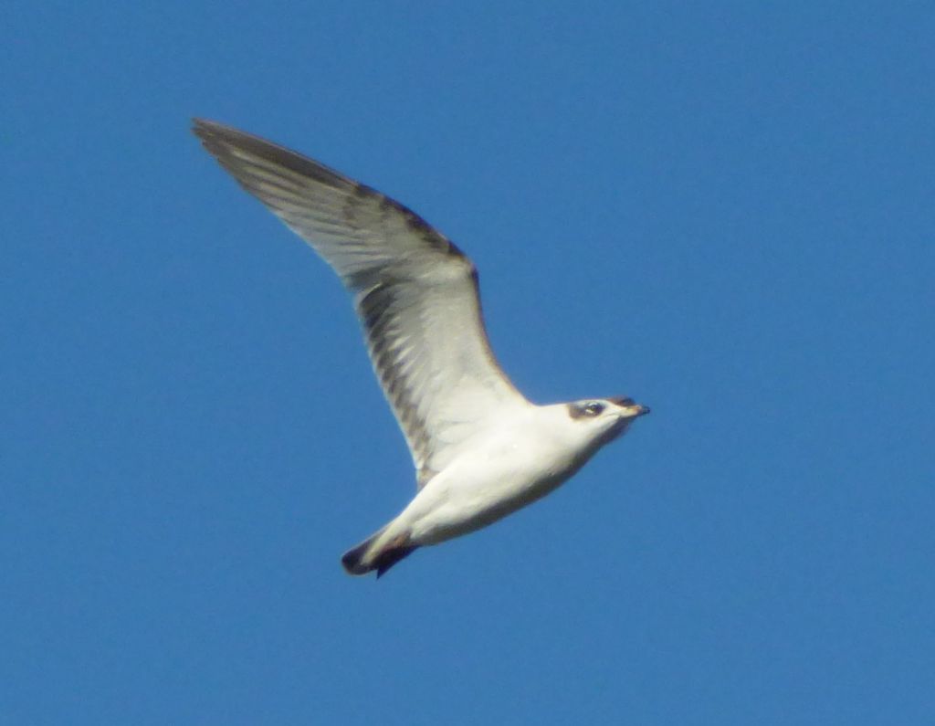 Gabbiano Comune giovane? No, Gabbiano corallino (Larus melanocephalus)